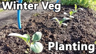 Winter Vegetables Planting - Cauliflowers, Cabbages, Fennel and Beetroots