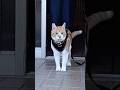 散歩中、犬に会ったときの猫の反応#元野良猫チャチャ #猫武将 #ねこ #ネコ #cat