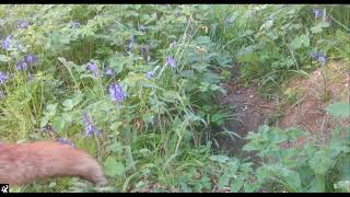 Badger sett, fox den