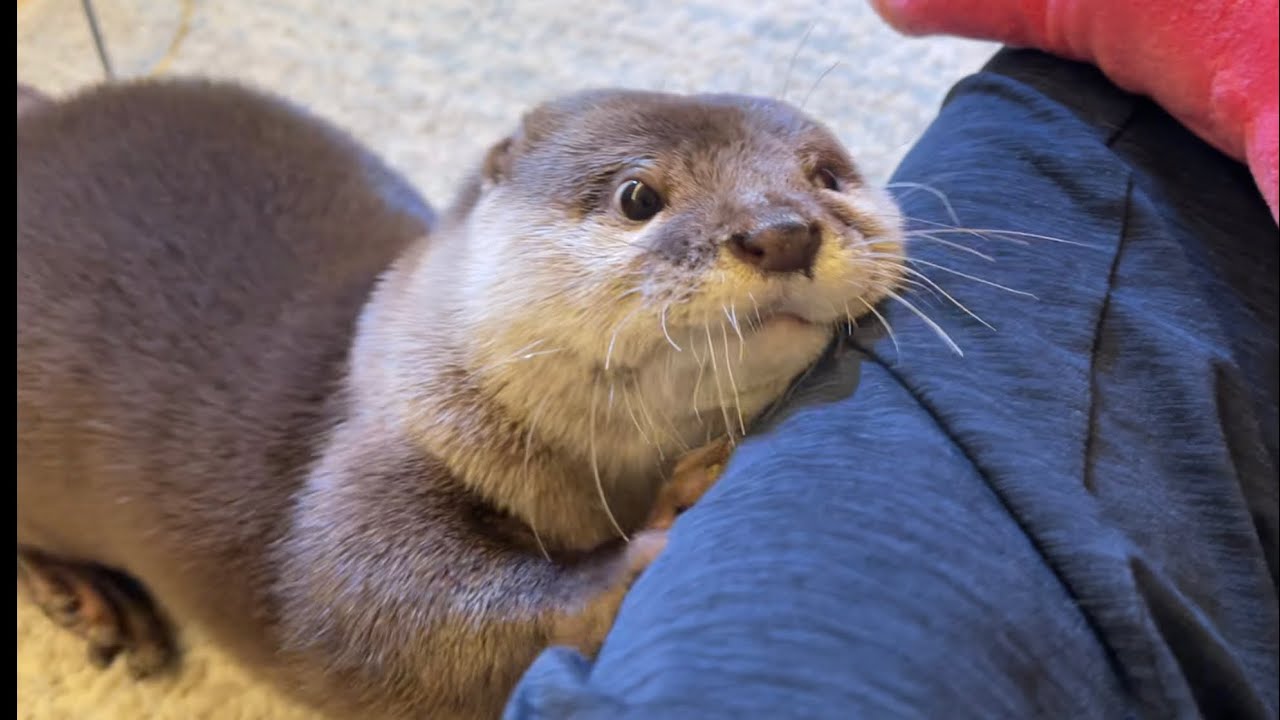 Gvgt Otters Fans Club Thread Page Hardwarezone Forums