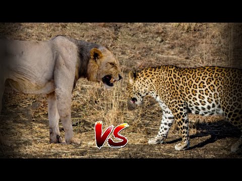 ЛЕОПАРД ИЛИ ЛЕВ КТО ПОБЕДИТ? КТО СИЛЬНЕЕ?