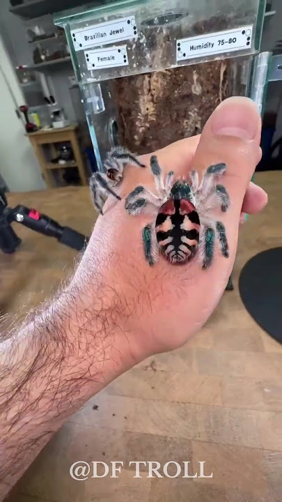Before and After Shocking Animal Metamorphosis!