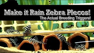 How to Breed Zebra Plecos! The Actual Trigger!! + the measured Water Parameters in the Rio Xingu!!! screenshot 4