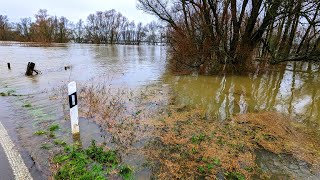 Weihnachtshochwasser 2023 am Rhein bei Rees