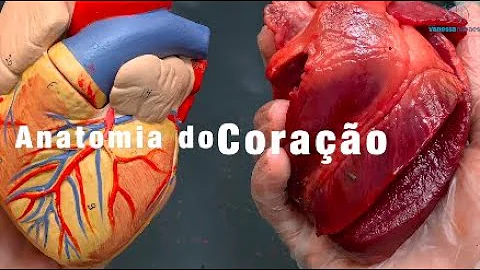 Como é nosso coração por dentro?
