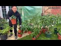      dalle khursani cutting how to prepare chilli plant for winter