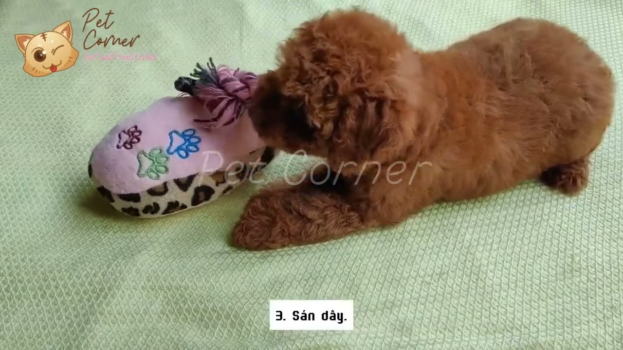 Chó bị ký sinh trùng sẽ có những triệu chứng gì? - Pet Corner