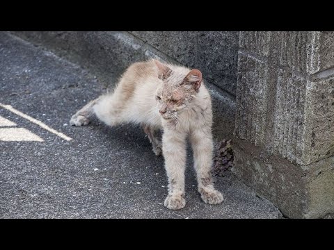 Video: Klinouha mačka je šarmantan kućni ljubimac