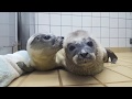 Seal pups Freddie & Billie get night feeding