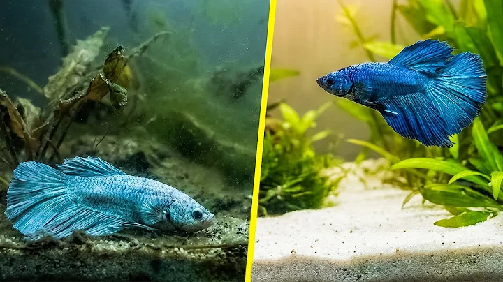 Fish Dying Suddenly? 5 Beginner Mistakes Killing Your Aquarium