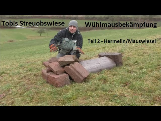 Wuhlmausbekampfung Teil 2 Mauswiesel Hermelin Youtube