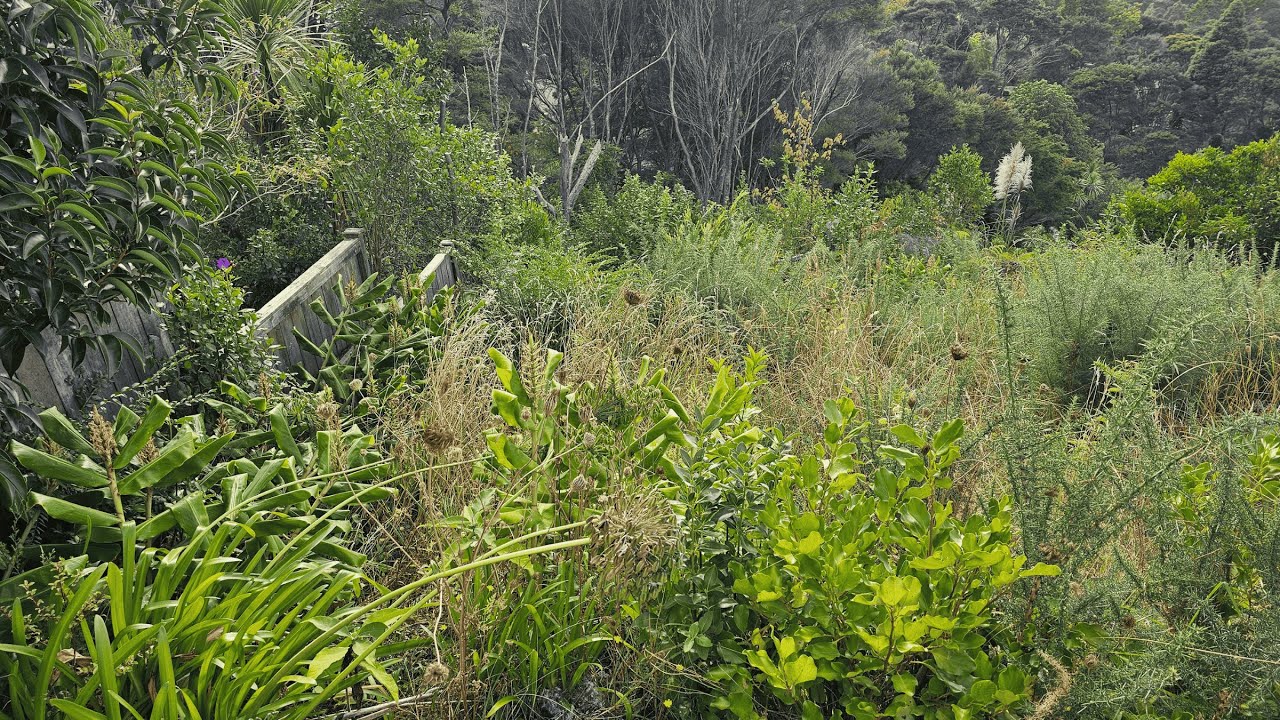 Rescuing Fruit Trees That Were LOST in Years of Overgrowth | CRAZY Transformation