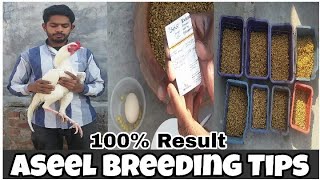 Aseel Breeding Formula  │ Aseel Breeding Tips │ Aseel Breeding Food  │ Aseel Breeding Information ..