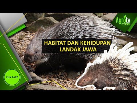 HABITAT DAN KEHIDUPAN LANDAK JAWA