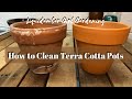 How to Clean Terra Cotta Pots l How to Remove White Stuff from Terra Cotta Planters