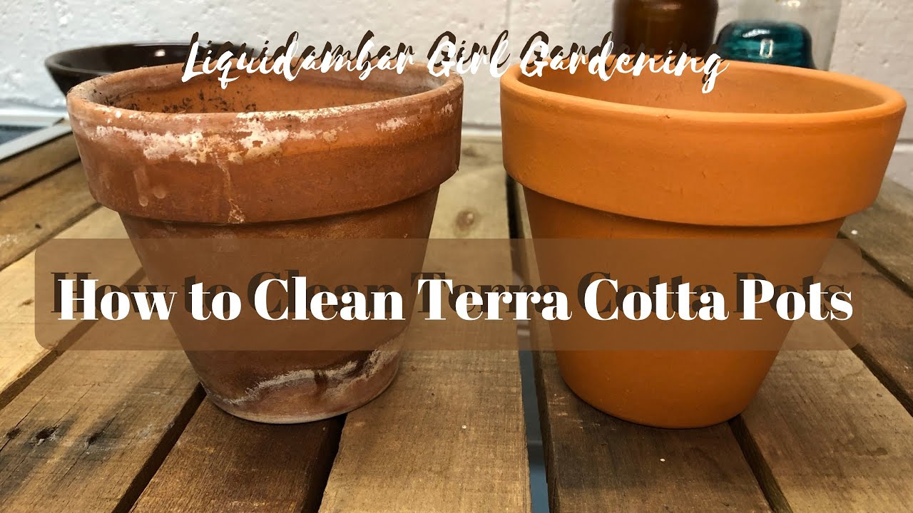 How Do You Remove Green Algae From Terracotta Pots