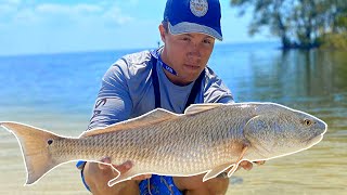 Epic LandBased Redfishing in Tampa Bay!