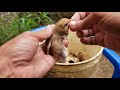 Como saber si el pollito es Hembra o Macho al nacer muy fácil