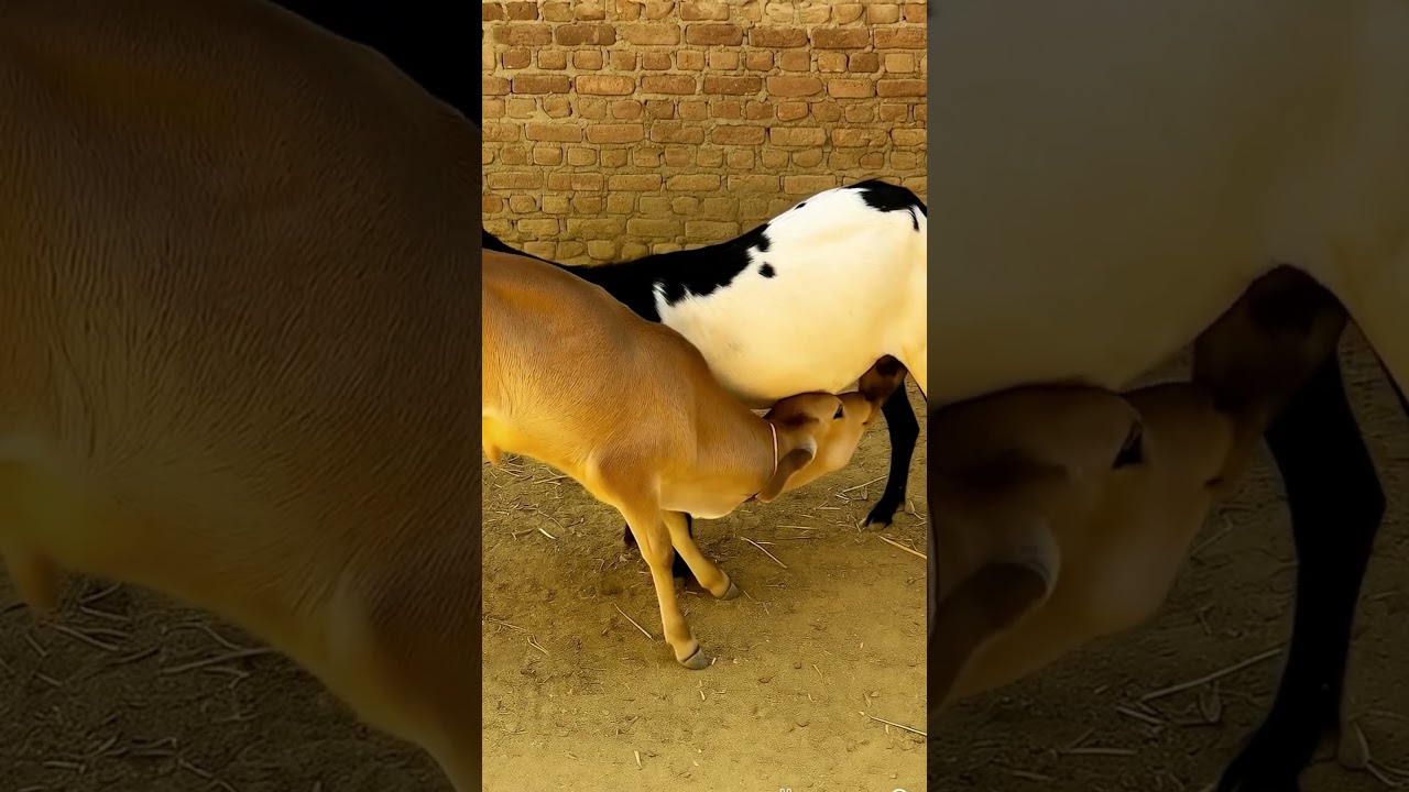 Calf Drinks Goat Milk: Unusual Animal Bond