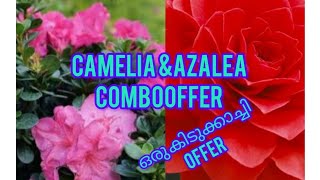 Azalea &camelia combooffer pls mssg in6235079628