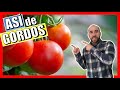 🍅🏆 Cómo SEMBRAR TOMATES en CASA Fácil y Rápido 🌱 (Paso a Paso) | Parte 2