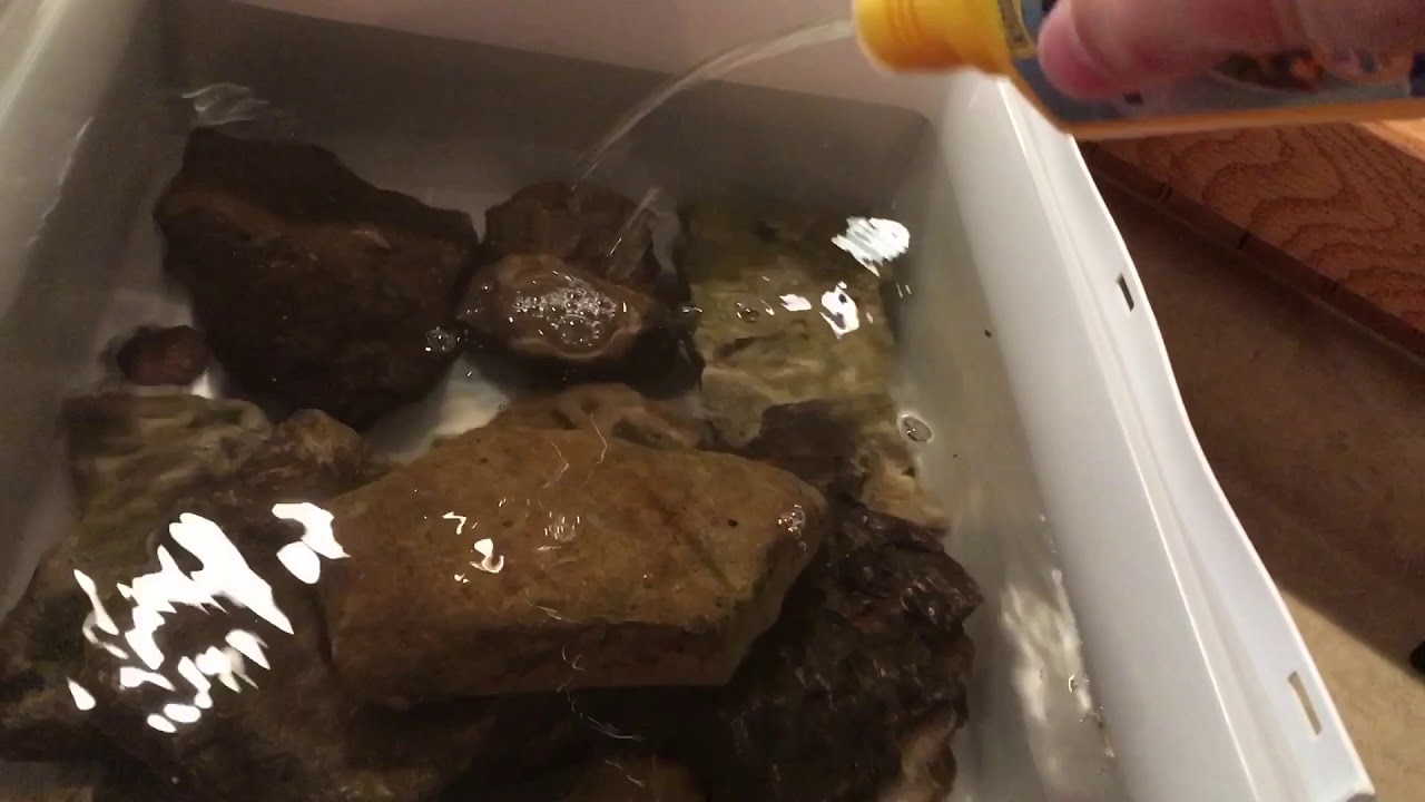 baconator calories HOW TO MAKE A POND THING