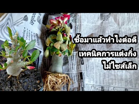 วีดีโอ: ฉันจำเป็นต้องปลูกชวนชมที่ซื้อในร้านค้าทันทีหรือไม่