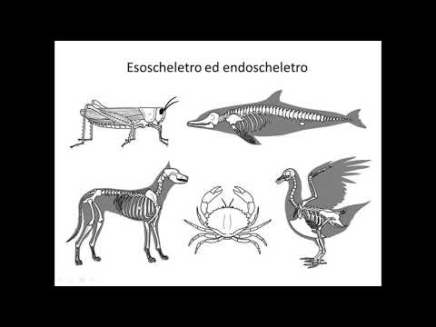 Video: Differenza Tra Esoscheletro Ed Endoscheletro