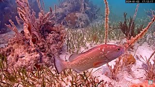 Friends of John Pennekamp Coral Cam