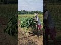 Farmer's technique for looking for grass in the garden -Agriculture farming #shorts