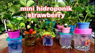 cara menanam strawberry hidroponik sistem toples, pasti berhasil