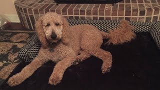 Texas Family Asking for Help from Coloradans to Find Missing Dog