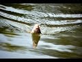 Плотва на перловку. Река Сок, Самара. Fishing rod float