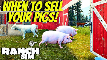 When To Sell Your Pigs For Maximum Profit! | Ranch Simulator | New Tips And Tricks PC Gameplay