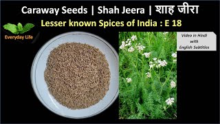 Caraway Seeds | Shah Jeera | शाह जीरा | Lesser Known Spices of India: EP 18 | Everyday Life #49