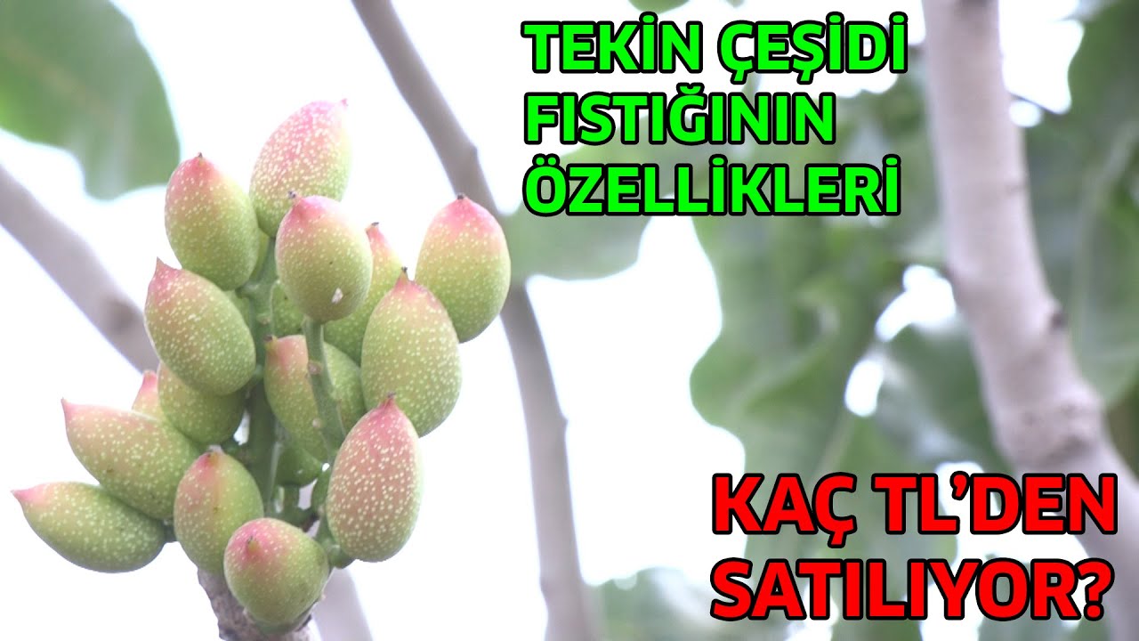 2 Katı Ürün Veriyor! / TEKİN Çeşidinin Özellikleri ve Kârı