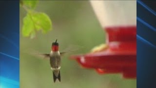 Farewell from the Porch: Hummingbird