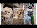 😍The Cutest Dogs and Puppies on Tiktok 😂- Funny and Cute Dogs of TikTok Compilation