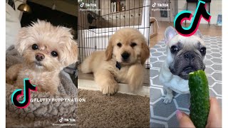 The Cutest Dogs and Puppies on Tiktok  Funny and Cute Dogs of TikTok Compilation