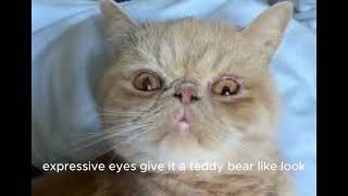 Exotic Shorthair by AFFINITYX#allaboutanimals# 14 views 6 months ago 50 seconds