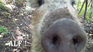 Little confident pigglets