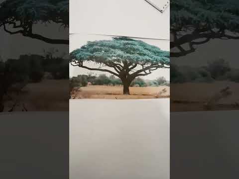 سم شجرة السنط