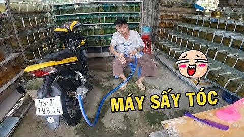 Chiếc Máy Sấy Tóc bá đạo của Anh Nhí Betta và cách bảo quản TRÙN CHỈ