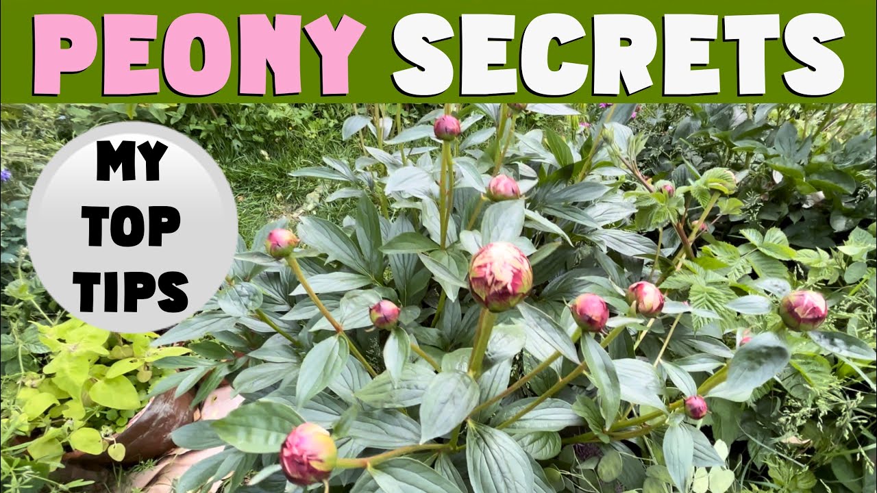 PEONY SECRETS