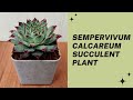 Sempervivum calcareum succulent plant