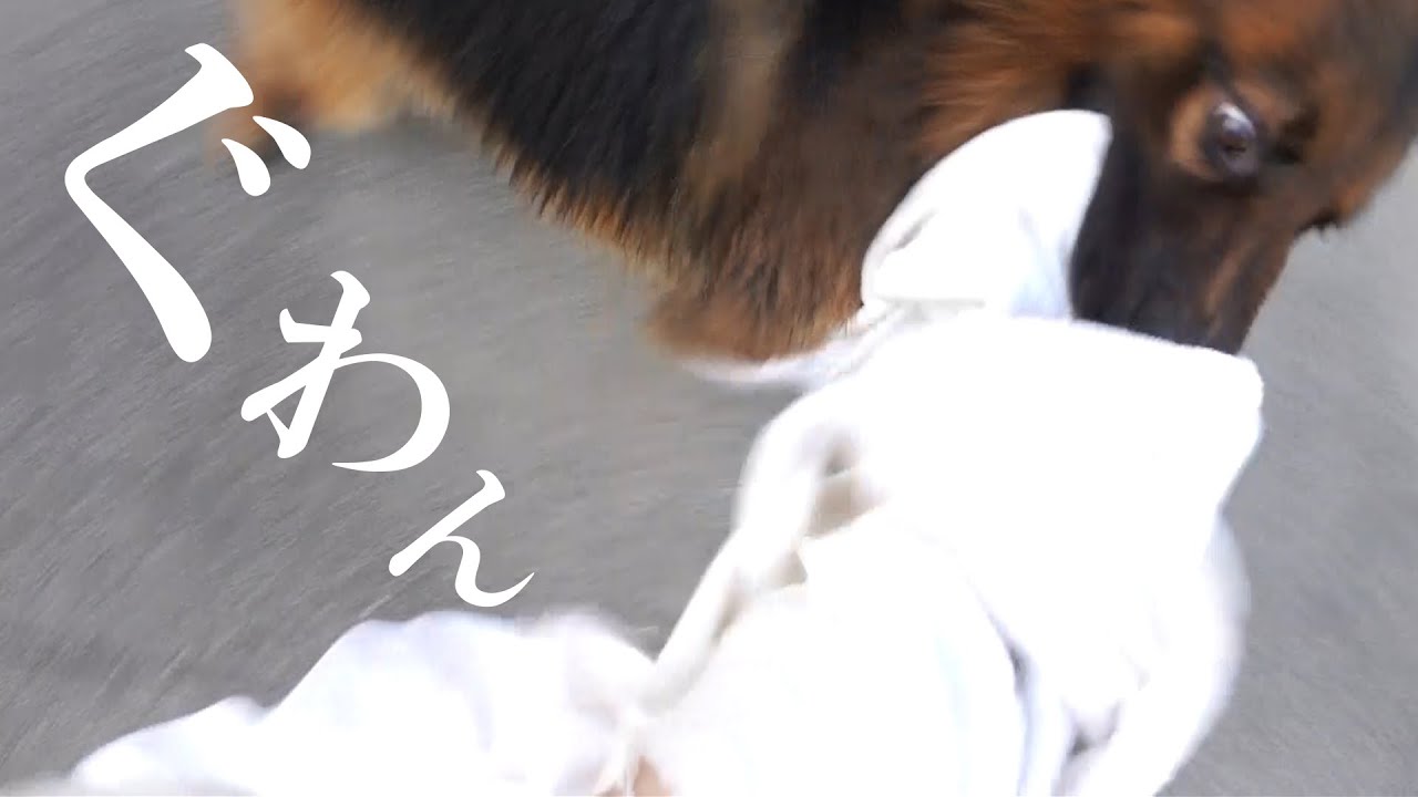 Giving My Energetic Large Dog a Trim and a Bath!! - YouTube