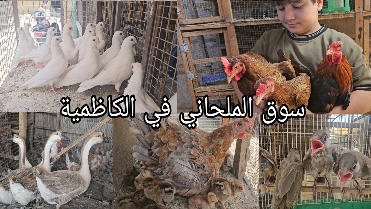 سوق الملحاني في الكاظمية/العروبة قرب كراج سيد محمد اليوم الخميس 2024/5/23