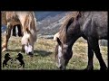 Omiljeno Valjanje Niz Padinu Divljih Konja | Favorite Laying Down the Slope of Wild Horses