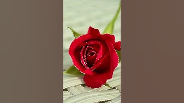 القارئ احمد العجمي ،، سورة الكافرون قل ياأيها الكافرون