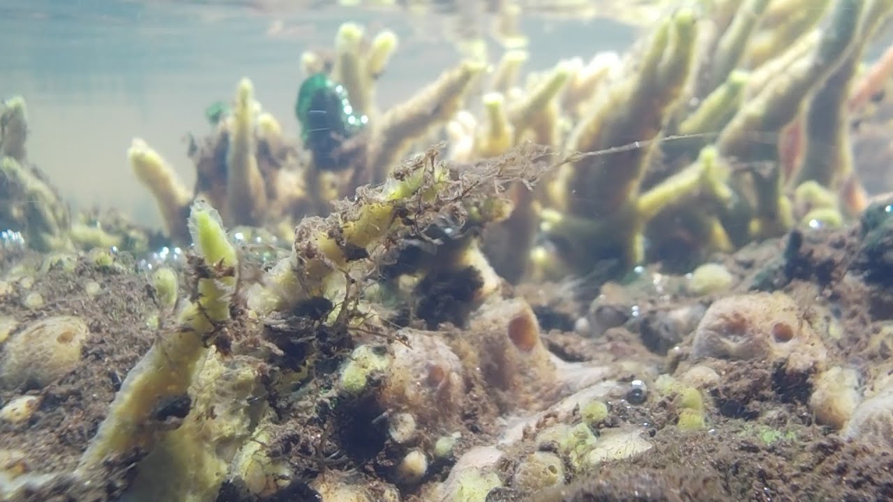 Amazing footage of sponges pumping! 